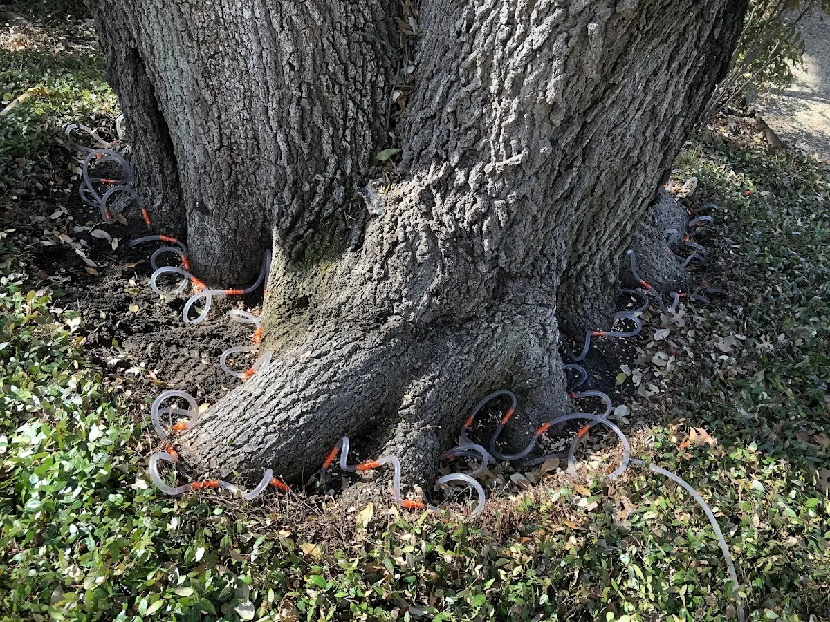 Detailed Tree Cabling and Bracing job site in Hyde Park